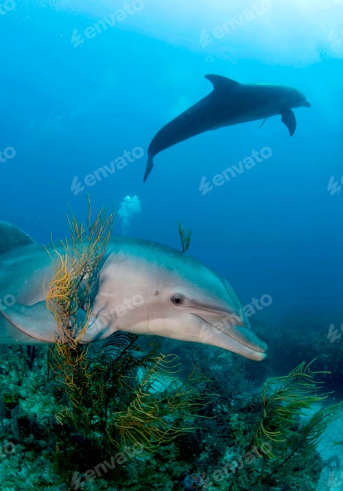 Preview: two bottlenose dolphins floating under water