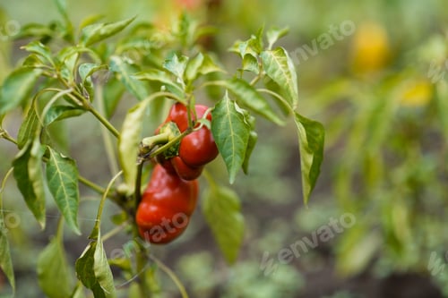 Preview: red peppers close up