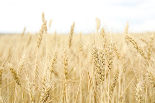 Preview: Golden wheat in grain field. Cereal farming