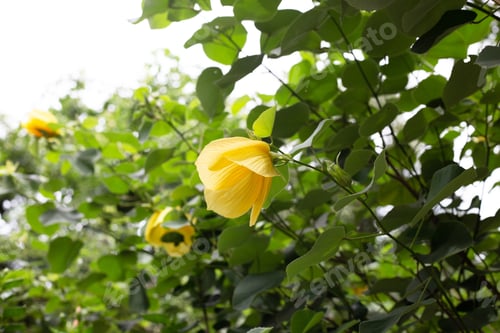 Preview: Yellow flower of hibiscus macrophyllus Roxb. ex Hornem.