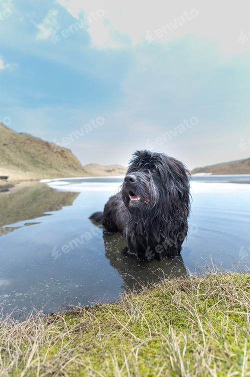 Preview: Bergamo shepherd dog in a small alpine lake