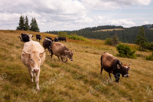 Preview: Herd of cattle grazing in a meadow on a hill
