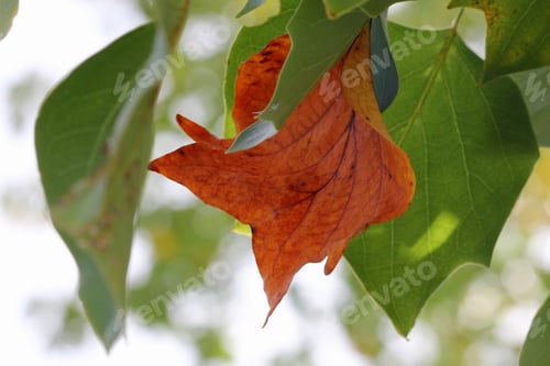 Preview: Autumn Tulip Poplar Tree - Photograph Of Yellow And Green Autumn Leaves On A Tulip Poplar Tree