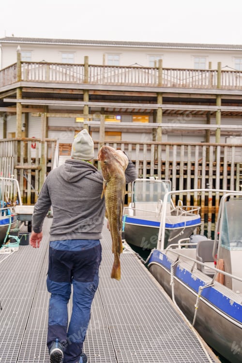 Preview: Fisherman with big cod fish. Norwegian fisherman has caught large Cod in Norwegian Fjord islands