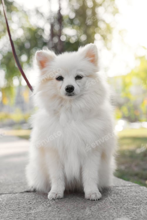 Preview: Cute Pomeranian spitz dog in park. Autumn walk