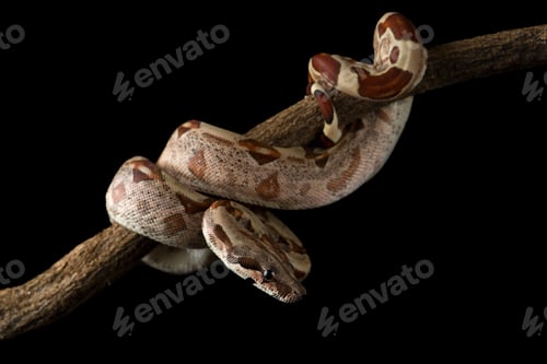 Preview: Snake red-tailed boa hanging on a branch isolated on black background