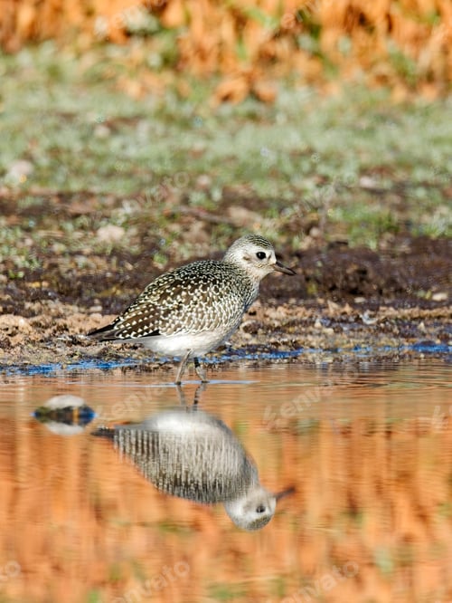 Preview: Portrait of sandpiper and reflection.