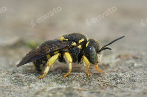 Preview: Selective focus closeup of a small carder bee on a wooden stum in the garden