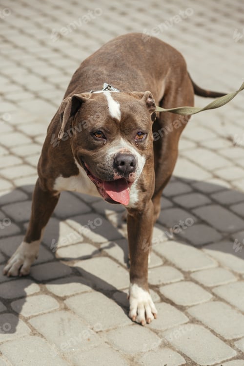 Preview: Happy pitbull portrait in sunny street, homeless dog