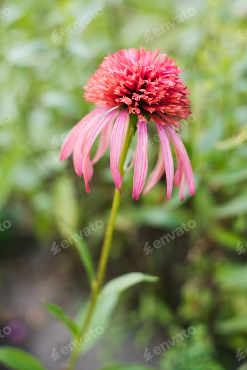 Preview: Echinacea Guava Ice pink coneflower blooming in summer garden