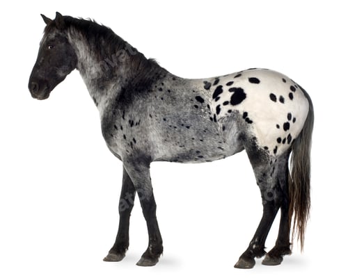 Preview: Appaloosa horse