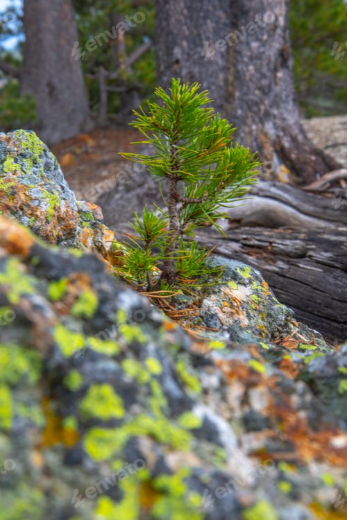Preview: Tiny tree sprouting in the forest