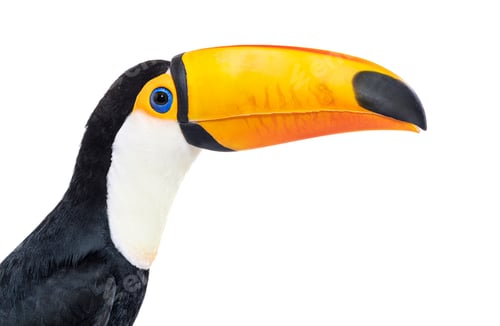 Preview: Toucan toco, Ramphastos toco, isolated on white