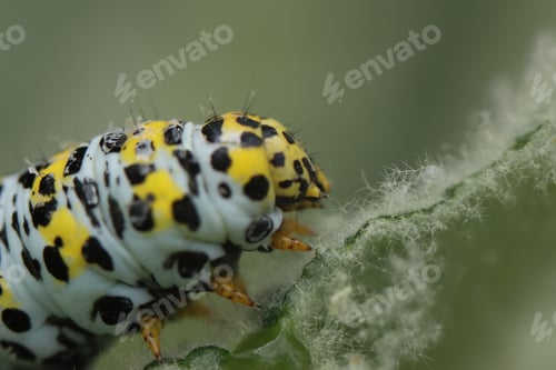 Preview: Macro View of a Brightly Colored Caterpillar on a Green Leaf