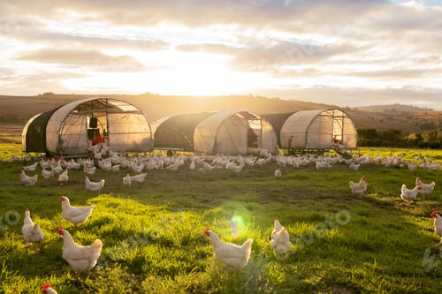Preview: Farm, agriculture and sustainability with chickens on a field of grass for free range poultry farmi