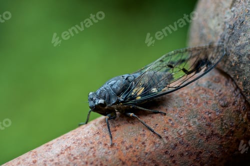 Preview: Closeup shot of an insect with wings on a tree with a blurred background