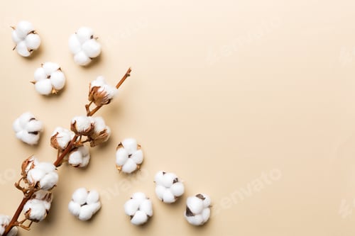 Preview: Autumn Floral composition. Dried white fluffy cotton flower branch top view on colored table
