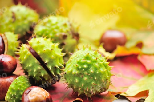 Preview: Fresh chestnuts on background autumn leaves