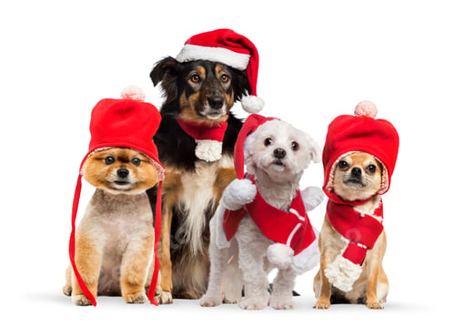 Preview: Dogs with christmas hat and scarf
