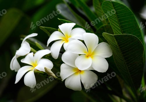 Preview: frangipani