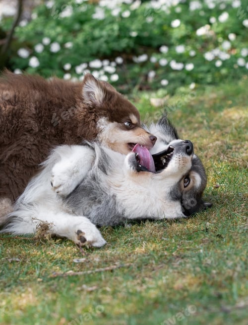 Preview: Portrait of a young Finnish Lapphund dog and puppy playing outdoors, looking brutal