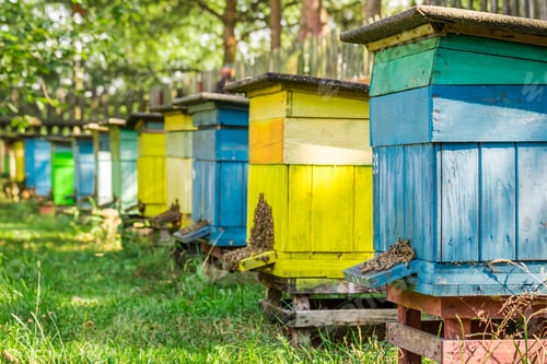 Preview: Wooden beehives in summer in garden, Poland
