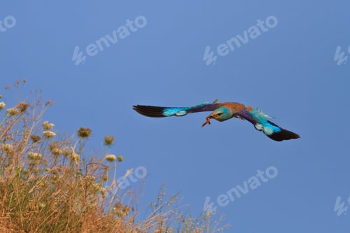 Preview: european roller (coracias garrulus)