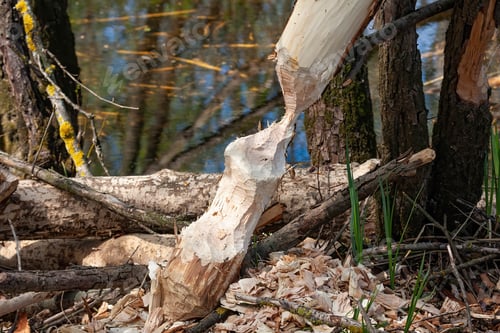 Preview: Branch gnawed from beaver with chips on the ground in wetland