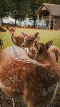 Preview: The group of young deer. They are so cute and beautiful with polka dots. Deer farm, the Netherlands