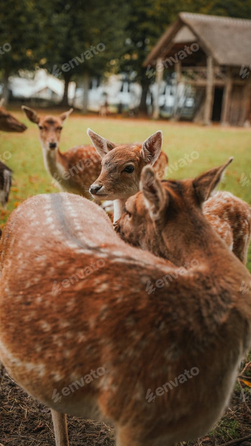 Preview: The group of young deer. They are so cute and beautiful with polka dots. Deer farm, the Netherlands