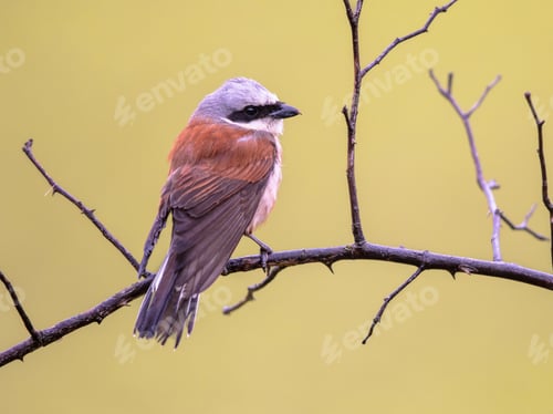 Preview: Red Backed Shrike perched on branch