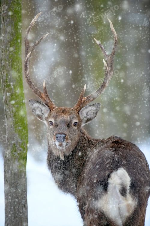Preview: Portrait male deer looking back in the winter forest. Animal in natural habitat