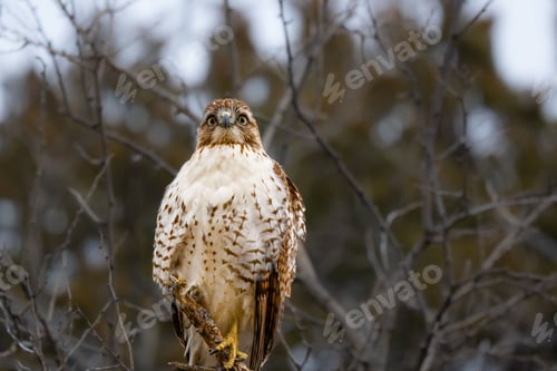 Preview: Majestic hawk perched in forest setting.