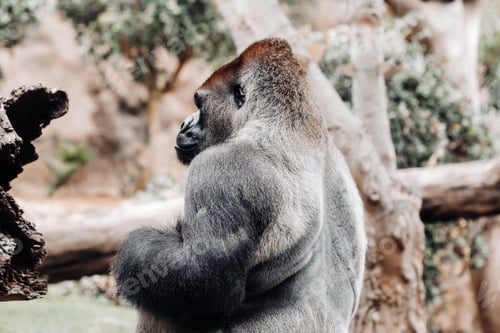 Preview: a Western lowland Gorilla with a pouty expression.The gorilla looks at me