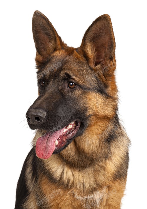 Preview: Portrait of a german shepherd dog isolated on white background