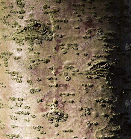 Preview: texture of tree bark with patterns