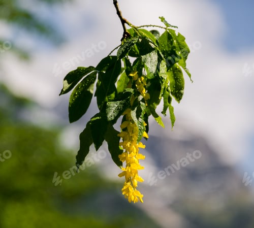 Preview: Yellow blossoms