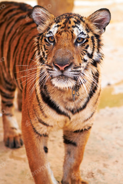 Preview: Curious tiger looks confidently at the camera