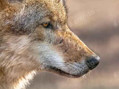 Preview: Snout portrait of a Grey Wolf