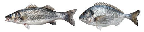 Preview: Raw sea bass, dorado fish isolated on white background