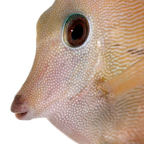 Preview: Close-up of Scopas Tang or Twotone Tang, Zebrasoma scopas, in front of white background