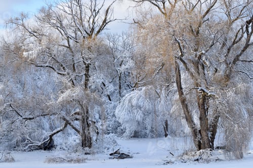 Preview: In this image the sun is starting to come out on the weeping willow trees that lie in a heavily snow