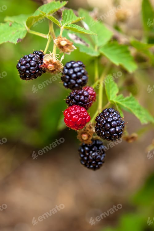 Preview: Blackberries branches