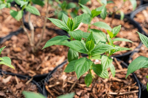 Preview: Hydrangea Seedlings Ready for Planting Cultivating Beauty in the Garden, Horticulture