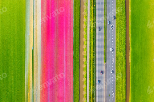 Preview: Aerial view of the tulips field and road with cars. Landscape from a drone. Netherlands from air.