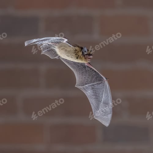 Preview: Flying Pipistrelle Bat on brick wall