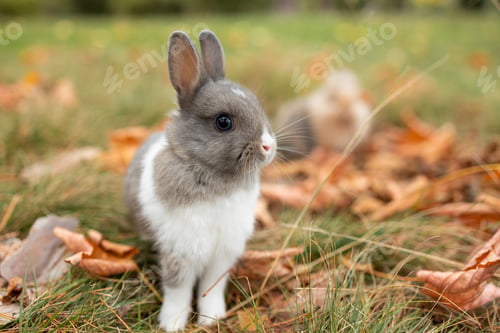 Preview: Little funny grey rabbit sitting in leaves in autumn. Cute decorative rabbit in autumn leaves. Anima