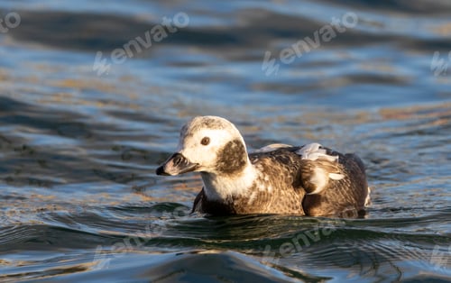 Preview: Long-tailed duck (Clangula hyemalis) feeding on the stickleback fish in the seabay in Estonia