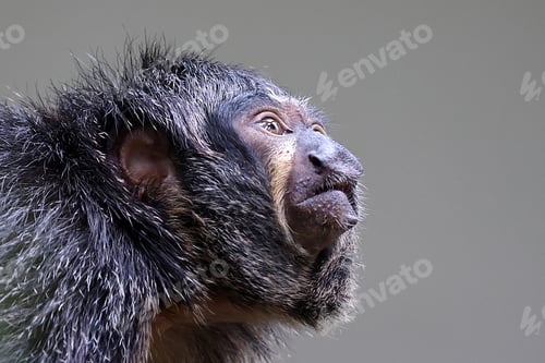 Preview: close up portrait of a white-faced saki (Pithecia pithecia) female