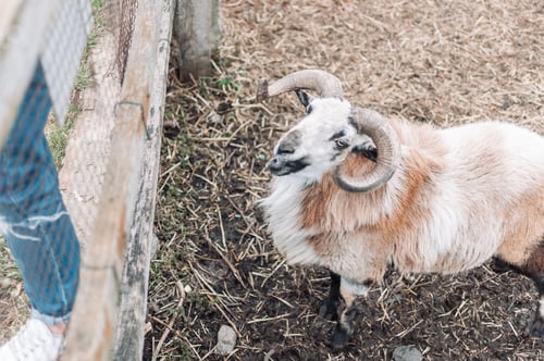 Preview: Top view of a goat surrounded by wooden fences in the countryside